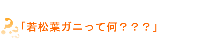 誰もが思う素朴な疑問…「若松葉ガニって何？？？」